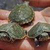 Çfarë dimë për breshkat?
