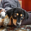Çfarë duhet të dini nëse adoptoni një qenush për herë të parë